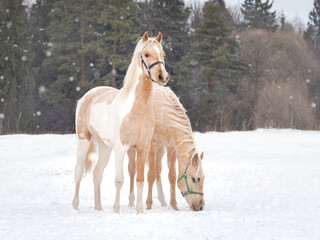 Two yellow light-colored horses graze on a snowy winter field. Stallions stand quietly under the snowfall. Snow falls landscape