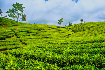 Fototapeta na wymiar Borderless tea plantation on mountains slopes near Bandung , Indonesia