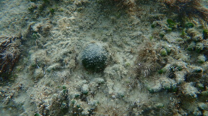 Green marine algae Sea ball (Codium bursa) undersea, Aegean Sea, Greece, Halkidiki
