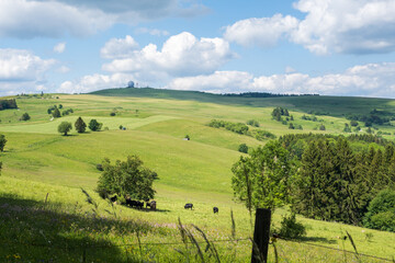 View to the hill Wasserkuppe in nature park Rhön Germany with Radom and cows on the pasture.