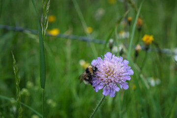 Flower in the summer with an pollen collecting bumblebee and barb wire in the background.