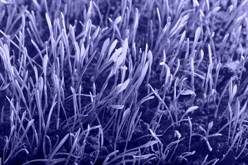 Background of grass Toned in trendy Color Of The Year 2022 - Very Peri