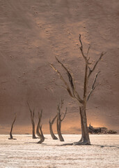 Fototapeta na wymiar Versteinerte Bäume in Dead Vlei, Namibia, in der Wüste mit Sanddünen im Hintergrund