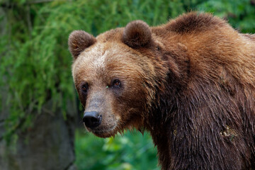 Brown Bear - Ursus arctos is large bear found across Eurasia and North America, in America are called grizzly bears, in Alaska is known as the Kodiak bear, brown bear in the forest