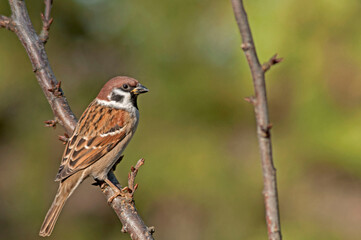 Tree sparrow stands on a branch and observes the surroundings on a beautiful autumn day. The background is blurred. Natural colors and tones.