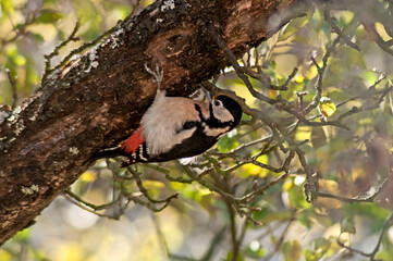 Fantastic great spotted woodpecker looking for larvae and ants on an old apple. It’s autumn and there’s less and less food as winter approaches.