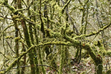 Obraz premium Gros plan sur des branchages couverts de mousse dans la forêt de la Grésigne