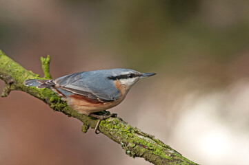 Nuthatch stands on a moss-covered branch on a beautiful sunny day. The background is great, autumn tones of nature and blurred colors.