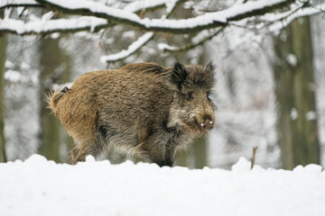 Eurasian Wild Boar - Sus scrofa also wild swine, common wild pig, Eurasian wild pig, suid native to much of Eurasia and North Africa on the white snow in winter in Europe