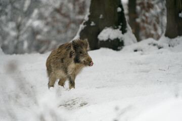 Eurasian Wild Boar - Sus scrofa also wild swine, common wild pig, Eurasian wild pig, suid native to much of Eurasia and North Africa on the white snow in winter in Europe