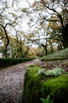 &aacute;rbol, aparcar, &aacute;rbol, naturaleza, camino, carretera, paisaje, primavera, bosque, c&eacute;sped, verano, andar, campestre, carril, camino, hojas, huerta, avenida, diurna, camino, madera, al aire libre, ambul