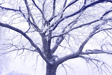 A close-up of the textured branches of a tree covered with hoarfrost. Color Of The Year 2022 - Very Peri