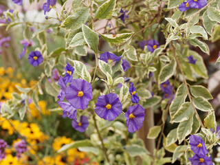 Lycianthes rantonnetii Variegata' | Arbre à gentiane ou buisson à patates bleues, arbuste à rameaux souples et retombant au feuillage panaché de vert et jaune-crème à floraison bleu-violet