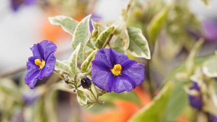 Arbre &agrave; gentiane Variegata'ou morelle de rantonnet (Lycianthes rantonnetii). Arbuste buissonnant &agrave; floraison spectaculaire &eacute;toil&eacute;e, bleu-violet &agrave; coeur jaune clair, feuillage panach&eacute; de jaune-cr&egrave;me