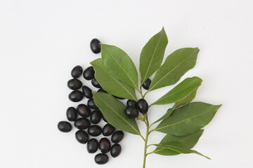 Laurel leaves, seeds and flowers. Laurel known as “defne” or “gar” in Turkish Hatay Turkey. Isolated on white background.