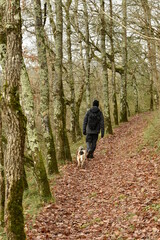 Fototapeta premium Allée d'arbres avec un promeneur solitaire accompagné d'un chien dans la forêt de Grésigne