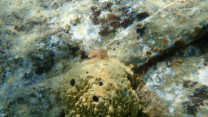 Zvonimir blenny (Parablennius zvonimiri) undersea, Aegean Sea, Greece, Halkidiki
