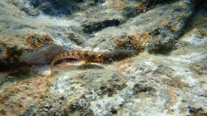 Zvonimir blenny (Parablennius zvonimiri) undersea, Aegean Sea, Greece, Halkidiki
