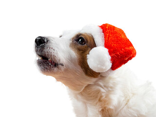 White Dog in Santa's Cap on the White Background. Isolate