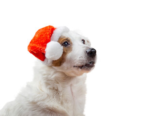 White Dog in Santa's Cap on the White Background. Isolate