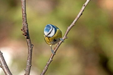 A fascinating blue-yellow bird in the autumn sun observes the surroundings and behind it is a beautiful blurred background full of autumn colors.