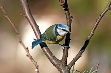 A fascinating blue-yellow bird in the autumn sun observes the surroundings and behind it is a beautiful blurred background full of autumn colors.