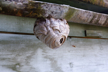 Hornet on the hornets nest on the ceiling