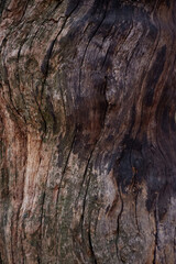 A fragment of a old wooden tree