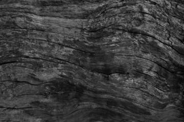 A fragment of a old wooden tree