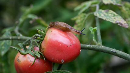 Fungal diseases of tomatoes Late blight is one of the most dangerous diseases
