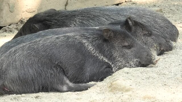 Wild boars Collared peccary sleeping in row. Dicotyles tajacu species from Europe and Eurasia.