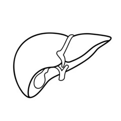 Liver sign. Vector black outline icon illustration isolated on white