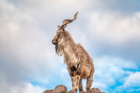 Markhor, Capra falconeri, wild goat native to Central Asia, Karakoram and the Himalayas standing on rock on blue sky background