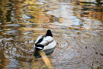 duck in the water