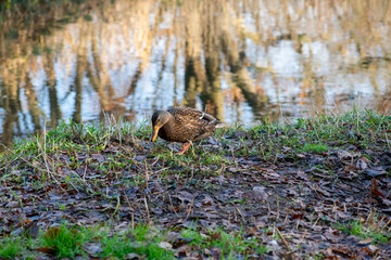 duck in the grass