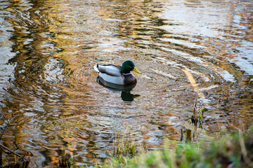 duck on a pond
