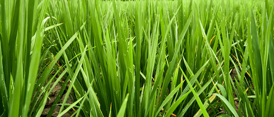 close-up of fresh green rice field