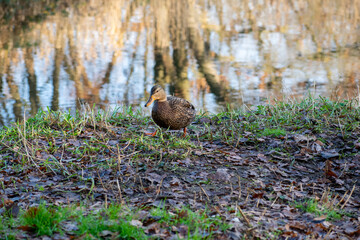 duck in the grass