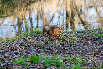 squirrel in the forest
