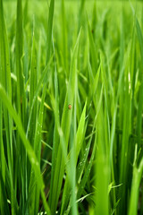 Fototapeta na wymiar close-up of fresh green rice field