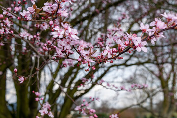 pink blossom