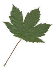 green leaf,of sycamore maple tree isolated close up