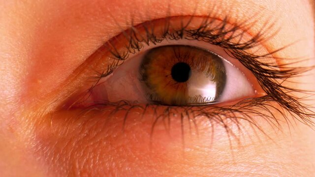 Woman hazel eye view. Almond-shaped female eye crevice with dark long lashes and reflection of bright light closeup laowa lens shot