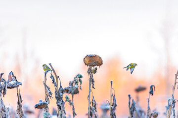 Various songbirds peck seeds from faded sunflowers in winter