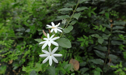 A Jasmine flower cluster with creamy color spider on top of a mature flower