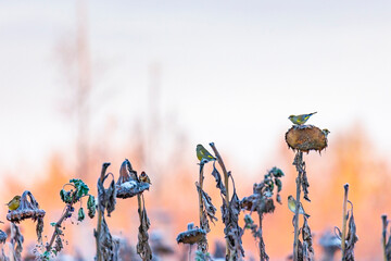 Various songbirds peck seeds from faded sunflowers in winter
