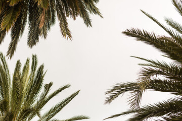 Fototapeta na wymiar Palm trees against sky, Palm trees at tropical coast.