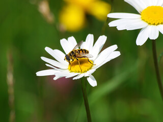 (Myathropa florea) Eristale des fleurs ou syrphe tête de mort, joli insecte se nourrissant du...