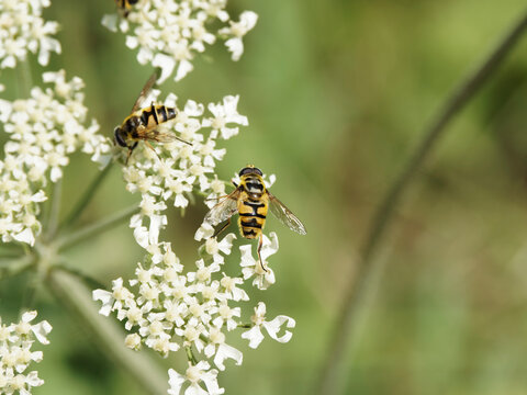 Eristales des fleurs ou Myathropa florea se nourrissant du nectar d'ombellif&egrave;re