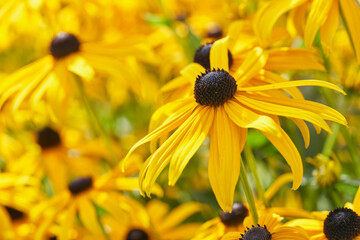 Black eyed susan close up - rudbeckia flowers